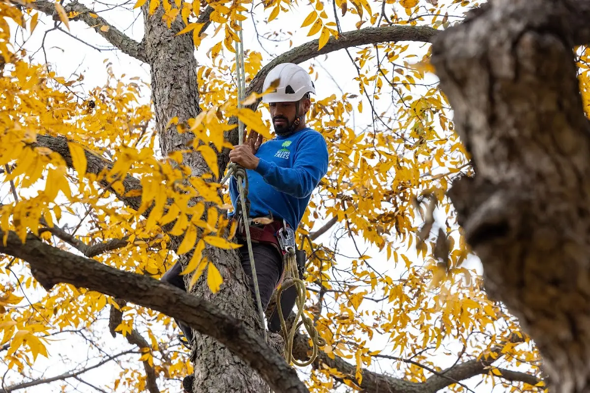 Skilled Dead Tree Removal crew working in Alamo
