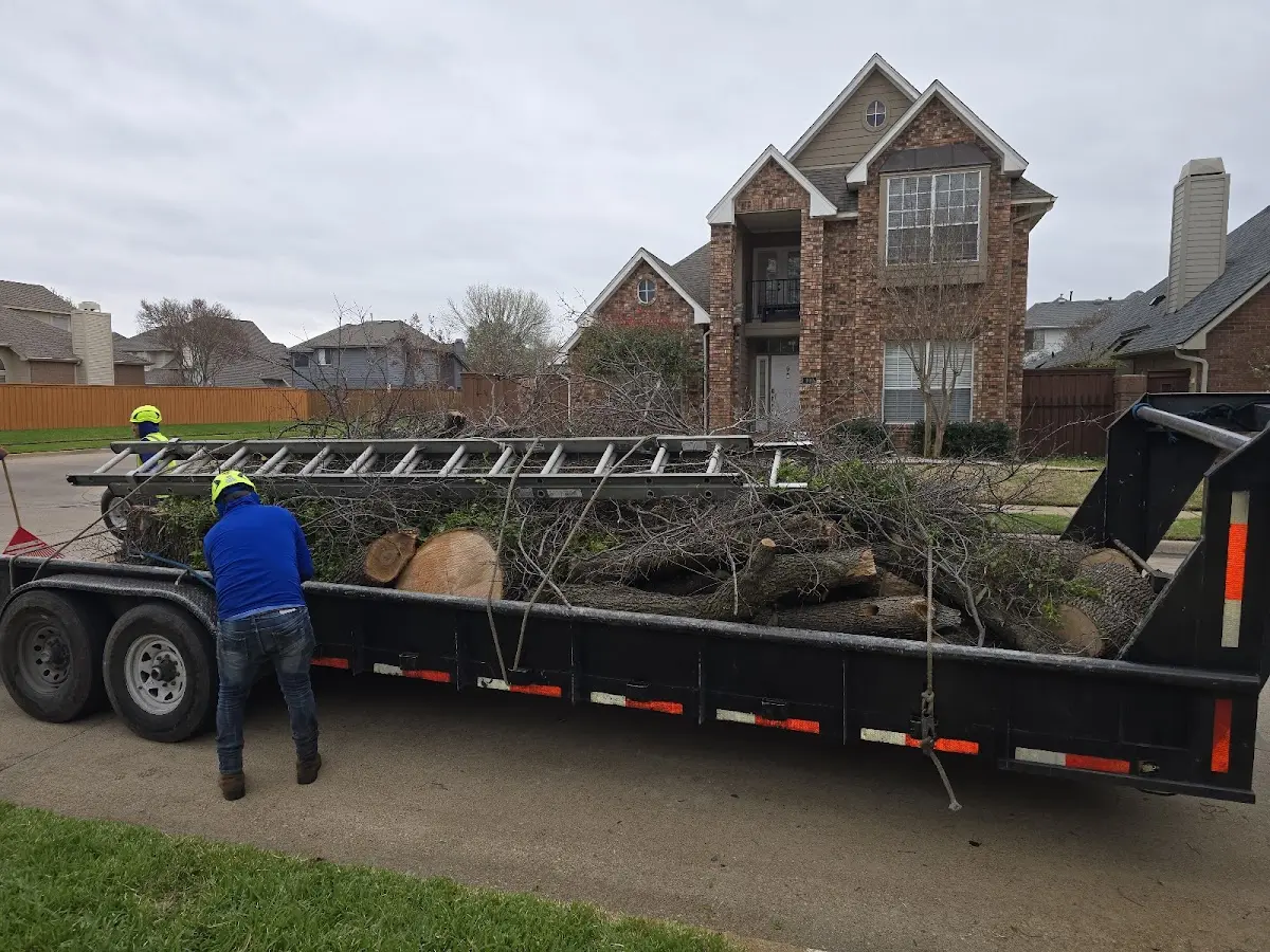 Expert Tree Removal with proper safety equipment in Alamo